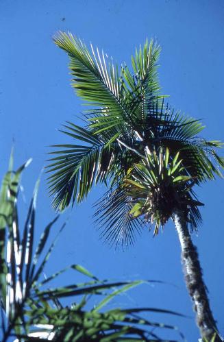 Asociación de palmera y planta epifitas