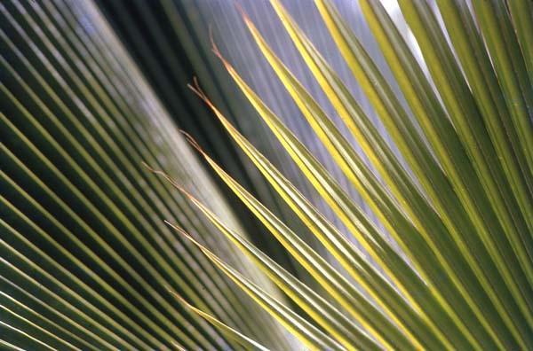 Detalle de hojas de palma abanico