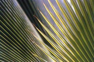 Detalle de hojas de palma abanico