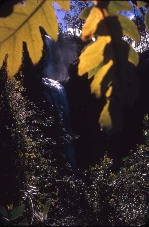 Vista de Aguas Blancas entre hojas