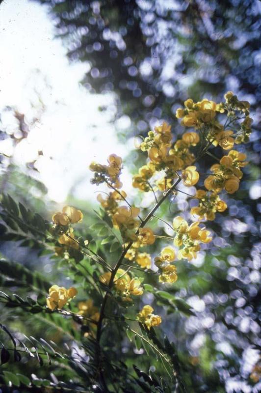 Ramillete de flores de acacia amarilla
