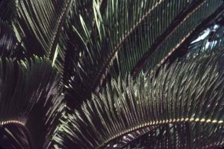 Detalle de hojas de palmas