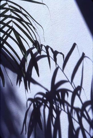 Detalle de hojas de palma