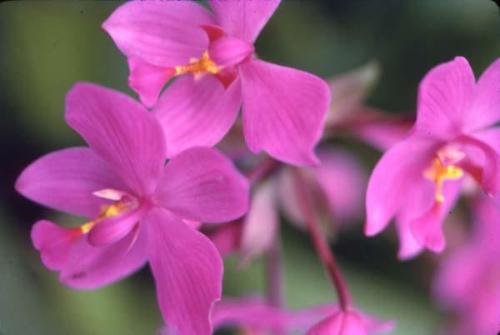 Ramo con orquídeas fucsia