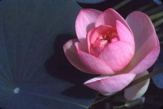 Detalle de flor de loto rosado