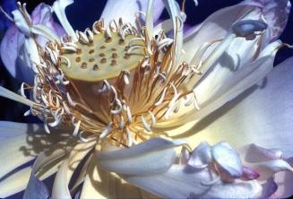 Detalle de estambres de flor de loto