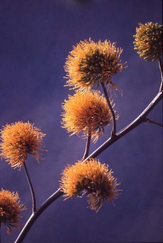 Ramilletes de flor de maguey en penca II