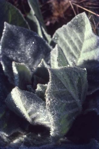 Verbascum thapsus, herbácea de las scrophulariaceae