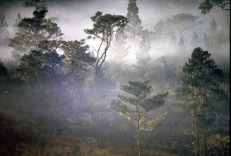 Niebla sobre bosque de pinos I