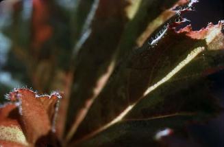 Detalle de hojas de begonia