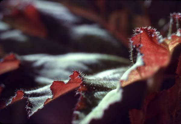 Detalle de hojas de begonia