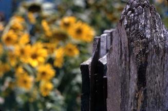 Tocón de madera con flores amarillas al fondo
