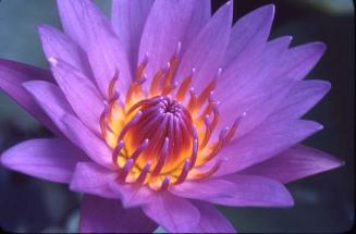 Detalle de flor de loto morada
