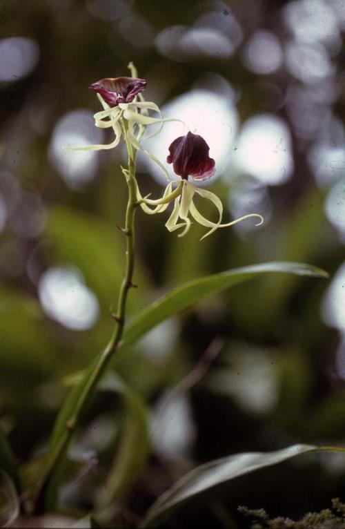 Orquídea silvestre II