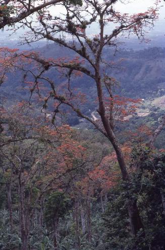Bosque de amapolas en Villa Trina II