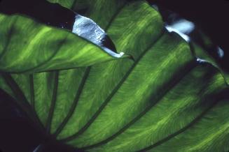 Detalle de hojas de yautía II