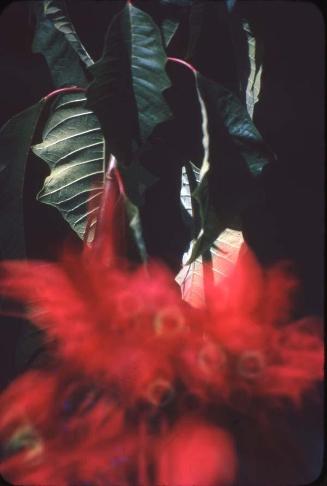 Ramillete de flor de pascua