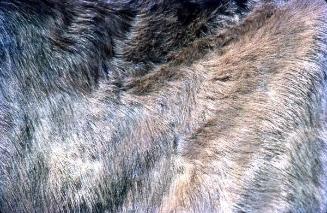 Detalle de pelaje de animal II