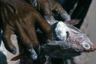 Fritura de pescado en Laguna Gri-Grí