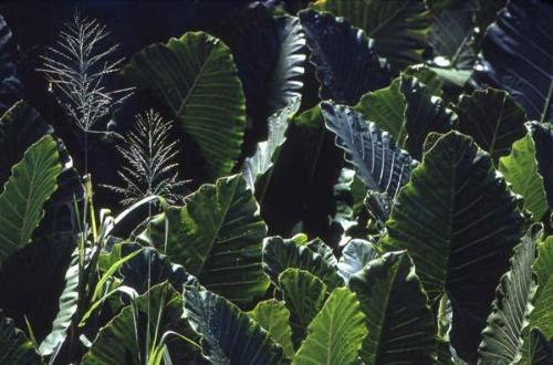 Espigas entre hojas de yautía