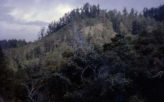 Paisaje con pinos en Mata Grande
