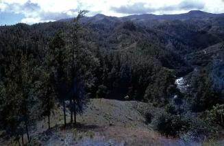 Paisaje con pinos en Mata Grande II