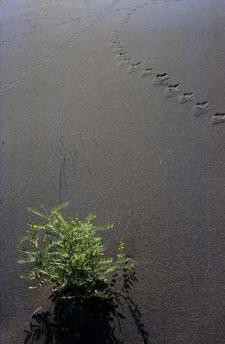 Huellas sobre dunas