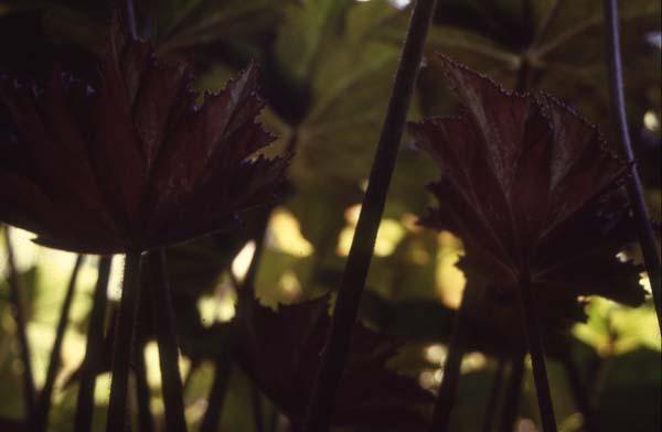 Tallos de hojas de begonias II