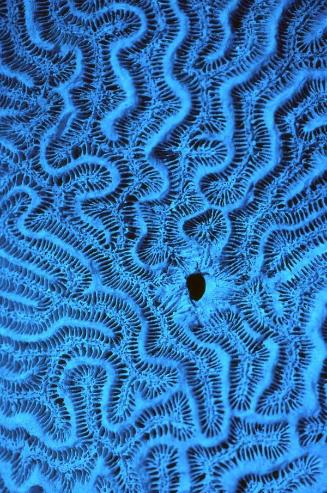Detalle de coral en azul