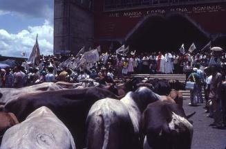 Ofrenda de toros en la basílica de Higüey VIII