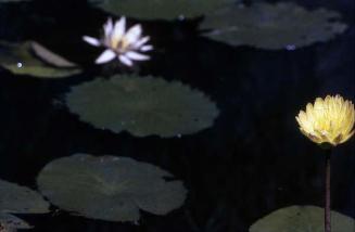 Dos flores de loto