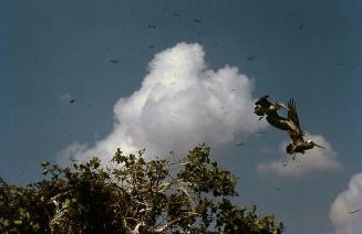 Pelícanos y otras aves en Los Haitises