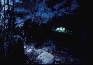 Raíces en interior de cueva en Los Haitises