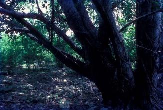 Bosque de la isla Saona