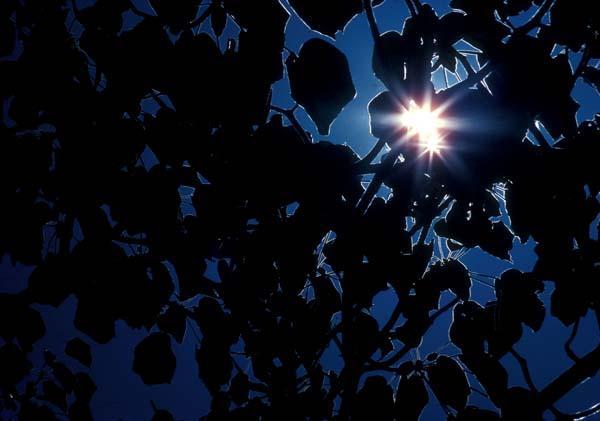 Techo de hojas con punto de luz