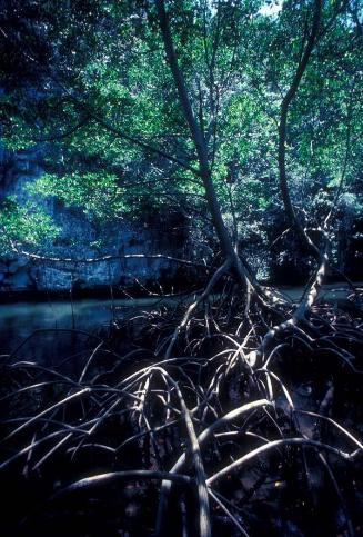 Raíces del manglar en Los Haitises III