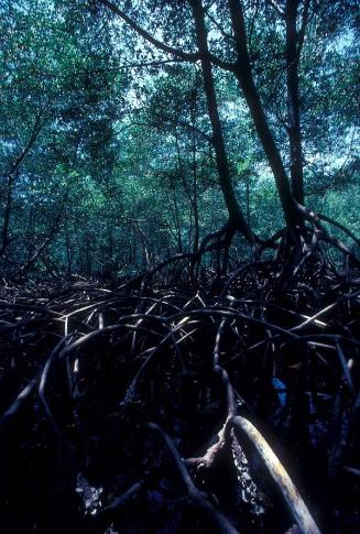 Raíces del manglar en Los Haitises VII