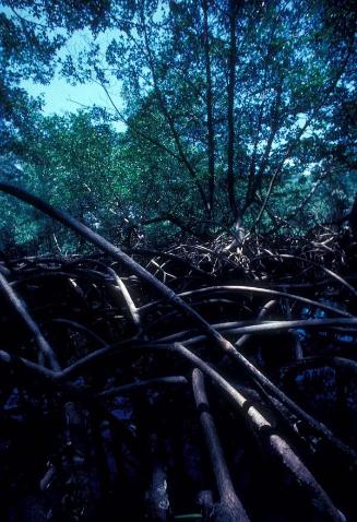 Raíces del manglar en Los Haitises XI
