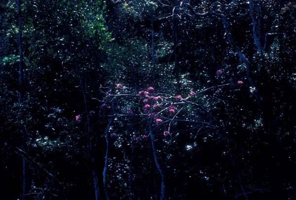 Árbol de flores rosadas en bosque