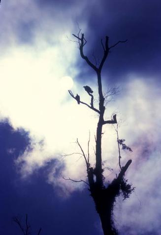 Aves y tronco en silueta