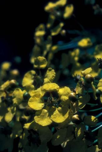 Flor de acacia amarilla III