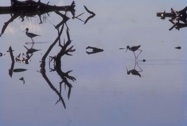 Ramas y aves en aguas quietas