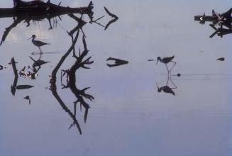 Ramas y aves en aguas quietas