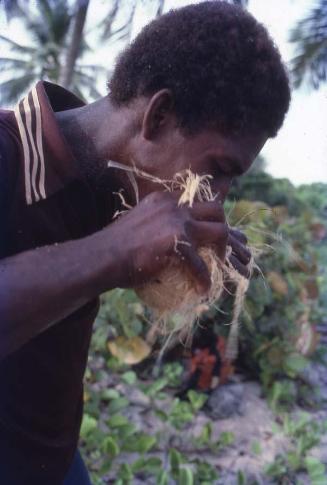 Hombre pelando cocos con los dientes en Saona