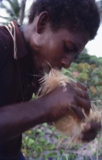 Hombre pelando cocos con los dientes en Saona II