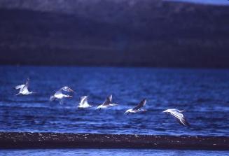 Aves en bahía Calderas