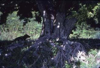 Raíces de árbol centenario en Barahona