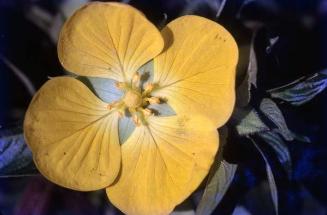Flor amarilla en Casabito