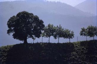 Árboles entre montañas de Casabito