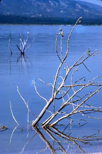 Ramas secas en el lago Enriquillo II